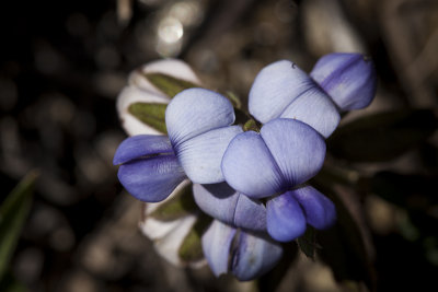 Wildflower