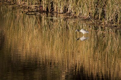 Peace on golden pond