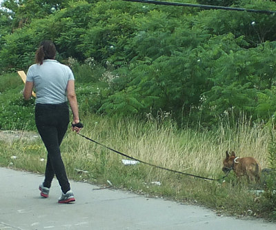 Dog with lady