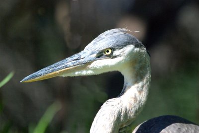 Venice Rookery, Venice, Florida