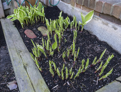 Hostas return every year