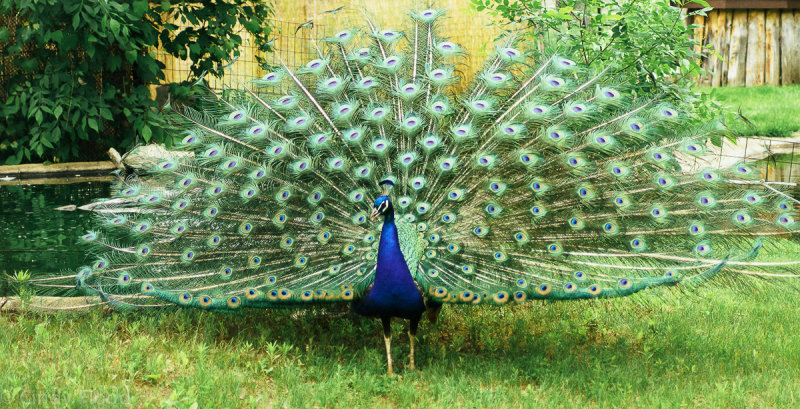 Peacock