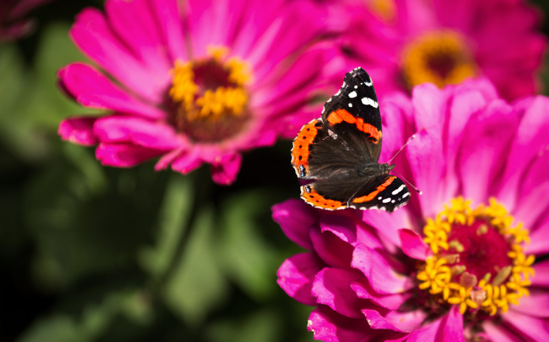 Red Admiral