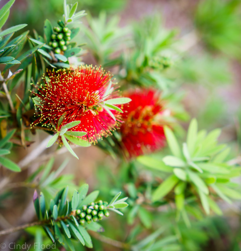 Red Bottlebrush