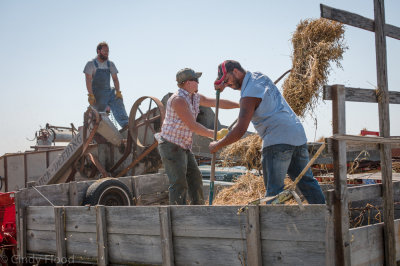 Loading the threshing machine