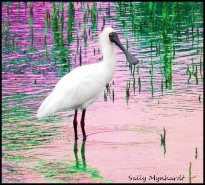 This photo of a Royal Spoonbill
was taken in Little Lake,
a tidal inlet opposite to where l live