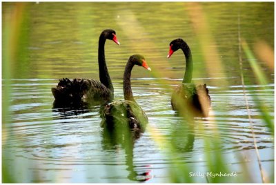 Black Swans
This photo was taken at a recreation park 
called Kilalea.  
lt is about 6 miles from where l live.