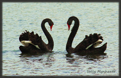 Two Swans on Lake Kilalea
lt's Spring Time here in Australia. 
Hopefully we'll be able to photograph Cygnets soon.