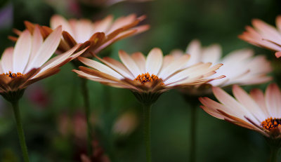 In NZ these daisies sometimes flower in winter.  
Brilliant, aren't they?