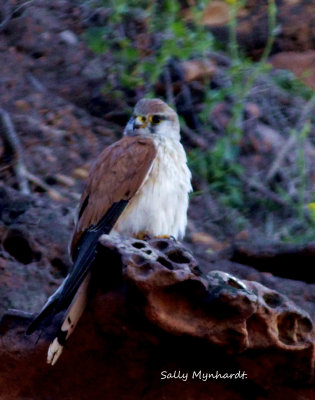 Young Kestrel
I was sitting at the base of
Windang Island and I heard
a high pitched call.
I looked up and saw this young Kestrel watching me.
I was very lucky to get this shot.