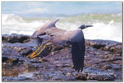 This picture of a flying  White Faced Heron
was taken at Killalea State Park.
