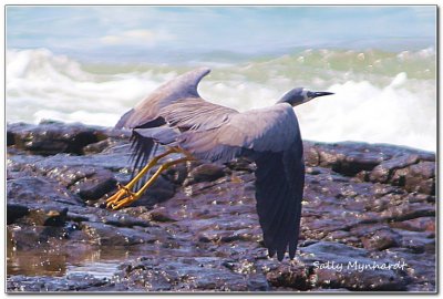 This picture of a flying White Faced Heron
was taken at Killalea State Park.