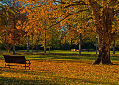 Autumn in the Park