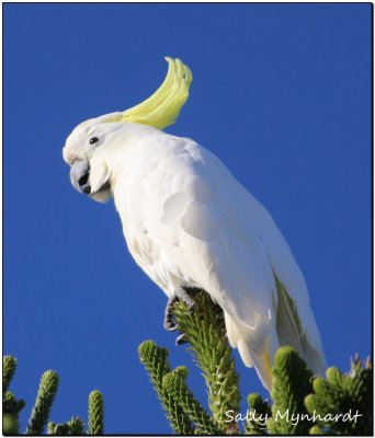 These lovely-looking wild birds are not very popular around here.
They are very noisy and quite destructive to things like
rubber windshield seals and woodwork.
They usually fly around in flocks of 10 or more and
can kick up a terrible screeching din.
Some are kept as pets and can be taught to talk.