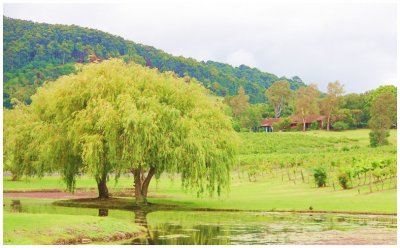 This picture was taken on my way south to Nowra.
It is a small farm with a vineyard in the background.
We have had a lot of rain recently so the countryside
is very green. 
