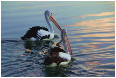 Pelicans on the Lake.
These are quite common around here.
They are different from the American variety,
as these pellies do not dive for their food.