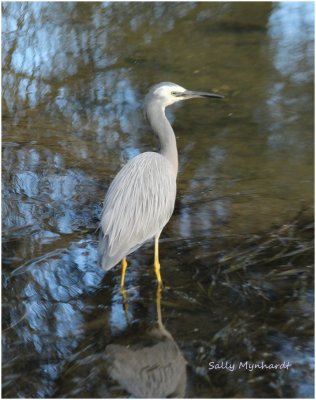 This White Faced Heron is a regular visitor at our little lake.
They make a loud croak when startled.