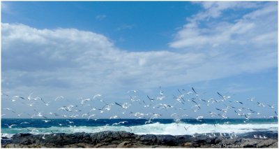 Bass Point juts out into the ocean.
lt is not visited all that often and
retains a wild and unspoilt atmosphere.
Rarely one sees gannets diving for fish there
but though very large flights of lovely silver gulls, like this one,
are also rare, l was fortunate enough to capture this shot of them
flying out over the surf.