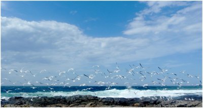 Bass Point juts out into the ocean.  
lt is not visited all that often and 
retains a wild and unspoilt atmosphere.
Rarely one sees gannets diving for fish there
but though very large flights of lovely silver gulls, like this one,
are also rare, l was fortunate enough to capture this shot of them
flying out over the surf. 