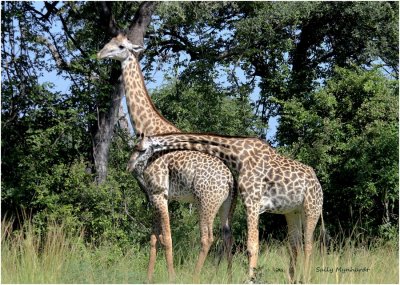 These two giraffes were taken at Mfuwe Game Reserve in Eastern Zambia.