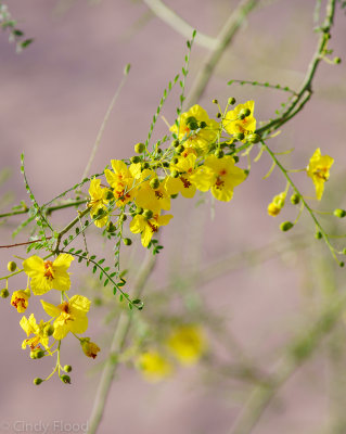 Blooming desert