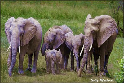 I photographed this elephant family
in a game reserve in Zambia.
The well protected baby elephant 
is just one week old