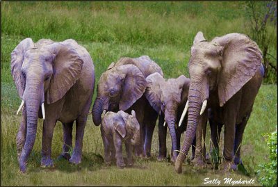 I photographed this elephant family
in a game reserve in Zambia.
The well protected baby elephant
is just one week old