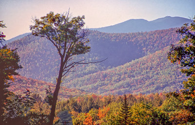 Lone Tree