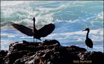 Eastern Reef Egrets ??
l took this shot recently on the coast about 8 miles South of home.
None of the people at the Bird Club could give an lD of the birds.
They've never seen them before!!
Nearest they could say was that they are likely a mutation,(having prominent crests)
of the very rare Eastern Reef Egret..... that most members have never ever seen.
l was alone at the time, so sadly for him, Hal missed out !!
