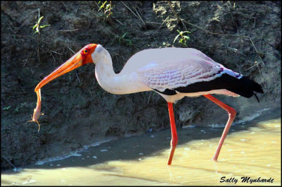 Yellow Billed Stork.
Taken in Zambia.
So exciting to see different species of birds for the first time!
This bird had just caught a Catfish, called a Barbel in South Africa.
lt must use some special senses to catch a fish
in that murky water.  
Maybe it picks up vibrations through its legs.