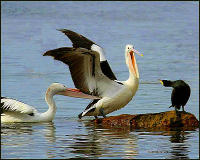 I came across these pelicans when I visited Ulladulla Harbour which is on the south coast.
It seems that the rock is a favourite perch!