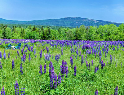 A Field of Lupines