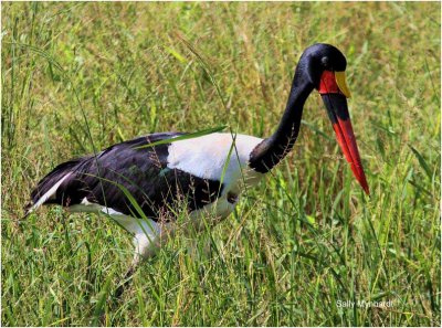 The African Saddlebill Stork
l photographed this lovely and unusual bird
in the Game Reserve in Zambia
