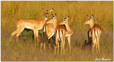 IMPALA IN ZAMBIA
A group of young male Impala Taken in Zambia.
They are always on the lookout for lion.