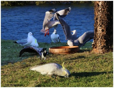 Trouble At The Birdbath
l put this birdbath in front of my cabin
and it attracts quite a variety of wild birds.
This shot was taken early one morning.
The seagulls are very possessive and don't like
to share with the other birds.
The birds in this shot are : 
Silver Gulls, Sulphur Crested Cockatoos, and 
a solitary Pee Wee.