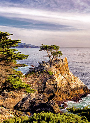 Lone Cypress 