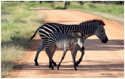 Mother and Child.
This shot was taken in Zambia.
We were doing an early morning drive
and this zebra and foal crossed the road
in front of us.