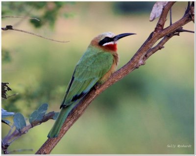 I was very fortunate to capture this
White Fronted Bee Eater whilst staying
in Zambia.