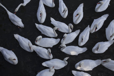 A bank of swans