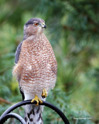 9-2-2014 Adult Coopers Hawk at our feeders
