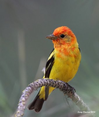 7-4-2014 Juvenile Western Tanager - Plain, Washington