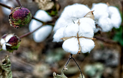 Stages of Cotton Development