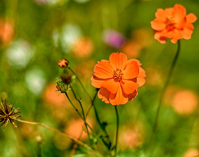 Late Summer Garden