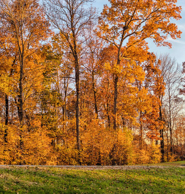 Birdsong Hollow