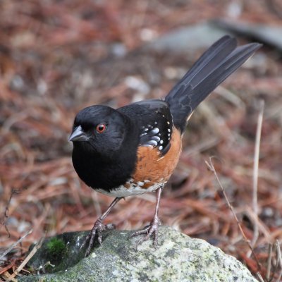 1-4-2013 Spotted Towhee 