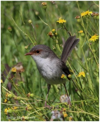 This little wren was only still
for a moment to allow me to capture her.