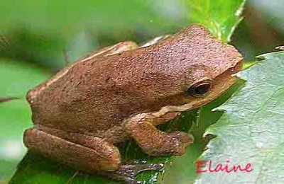 We live close to a wetlands and this little fella appeared one day. Usually, we get hundreds of tiny green tree frogs at a time. This frog was all alone. I do not know what species he is. Still trying to find out.