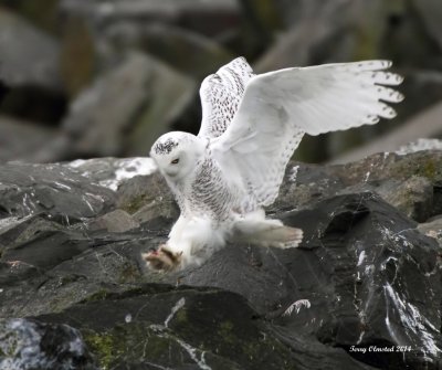 11-24-2014 Snowy Owl Landing on the Edmonds Breakwater