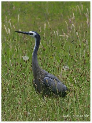 Hal and I had a lovely day out
at Kilalea today.
The weather was perfect and it was a bonus
to come across this lovely Blue Heron in
the grass. We usually see them at the waters edge.