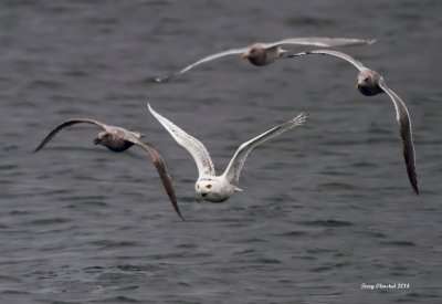 11-24-2014 Snowy with gulls in pursuit